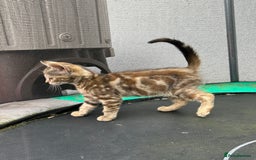 Mixed Breed cats for sale: Amazing kittens  - Image 12
