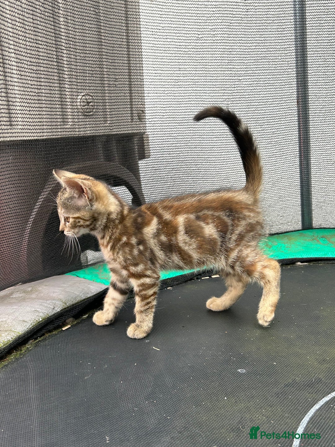 Mixed Breed cats for sale: Amazing kittens  - Image 12