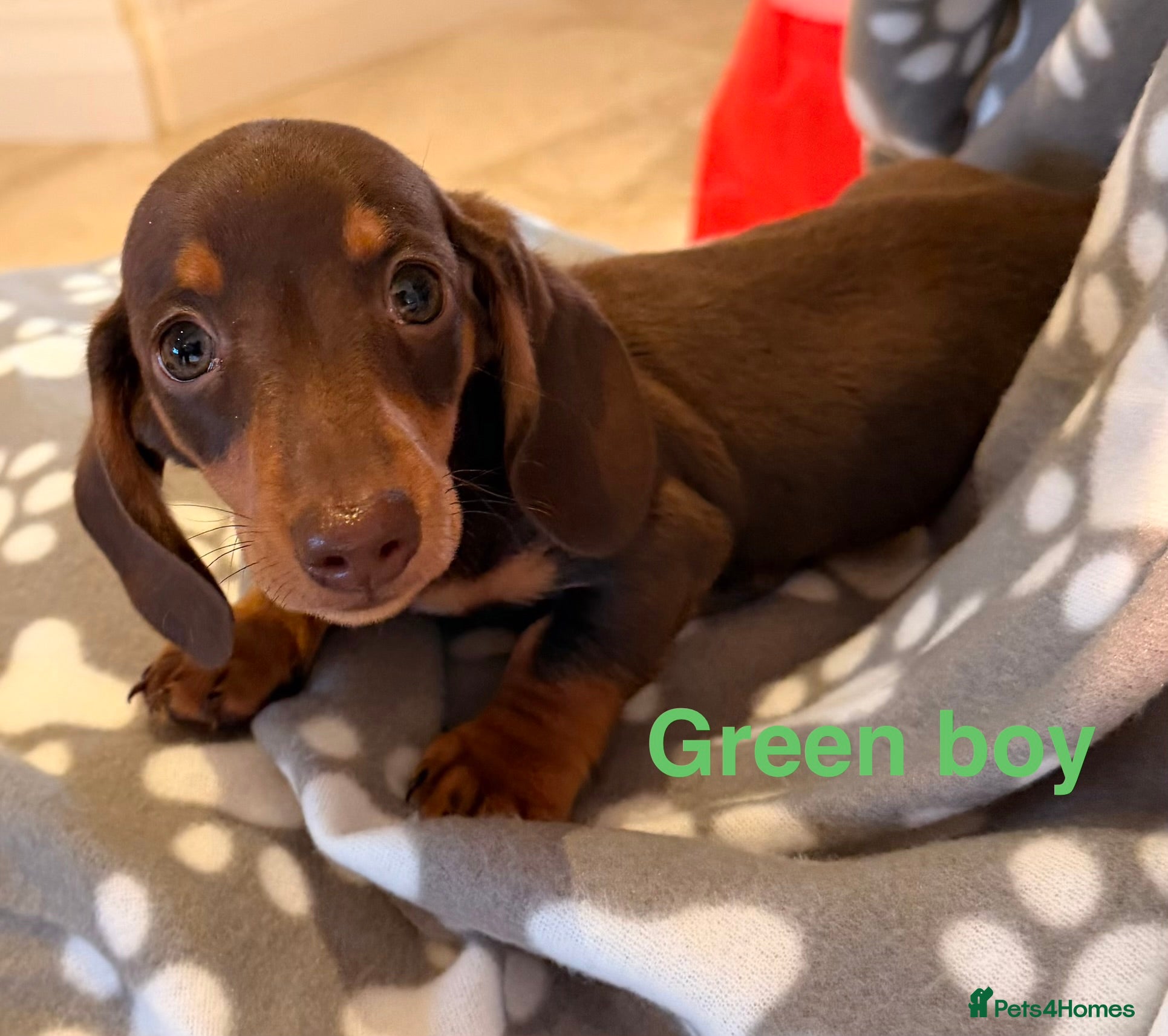 Miniature Dachshund dogs 1 male Miniature Dachshund puppy  - Advert 5