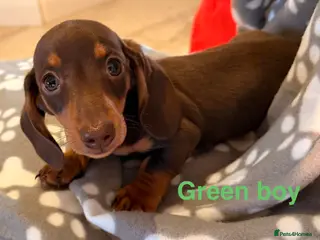 Miniature Dachshund dogs 1 male Miniature Dachshund puppy - Advert 5