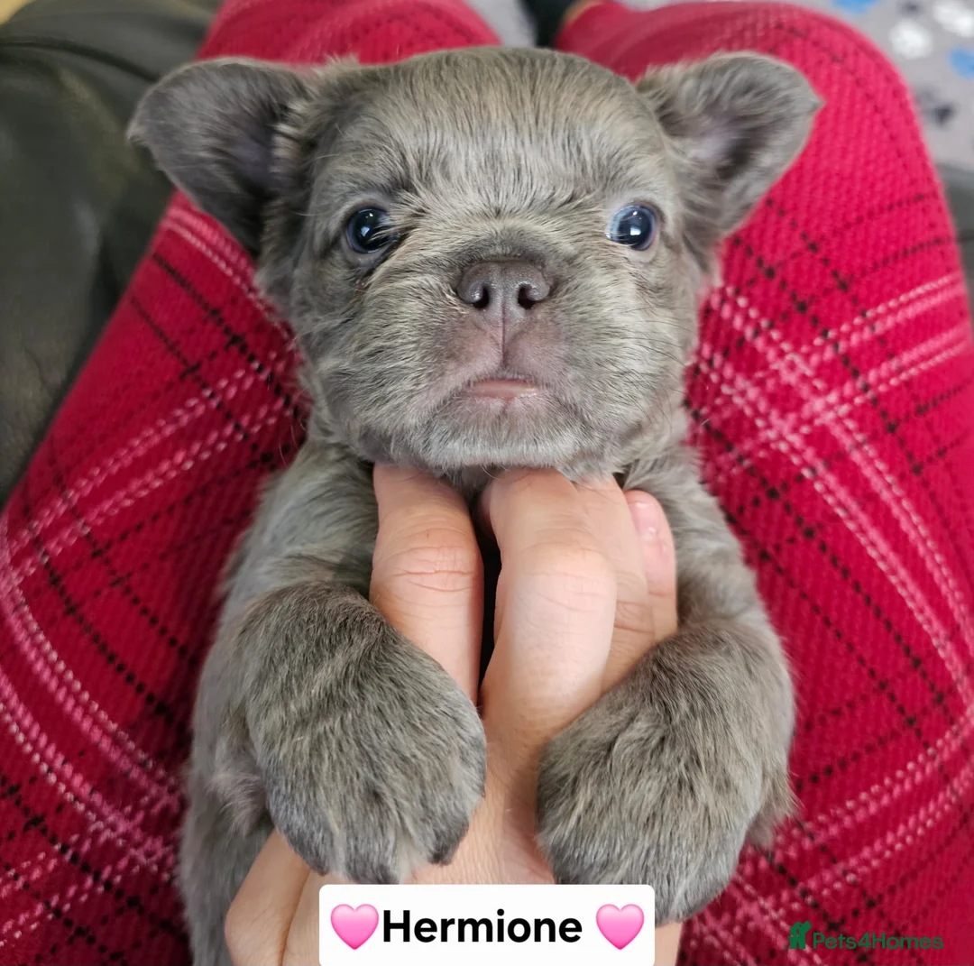 French Bulldog dogs for sale: French bulldog pups - Advert 20