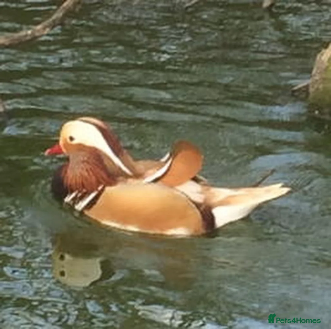 Softbills birds for sale: Hatching Duck Eggs - Ornamental in Poulton-le-Fylde - Advert 2