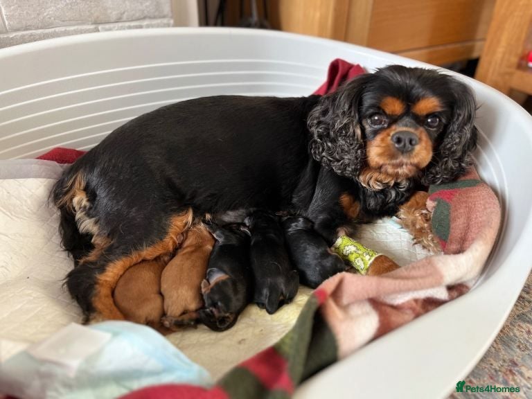 Cavapoo dogs Healthy Cavapoo Puppies Looking For Homes - Advert 18