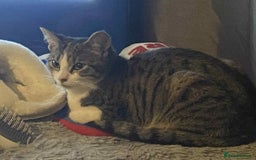 Domestic Shorthair cats for sale: 3 male kittens  - Image 3