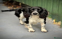English Springer Spaniel dogs for sale: Springer Spaniel Puppies - Image 9