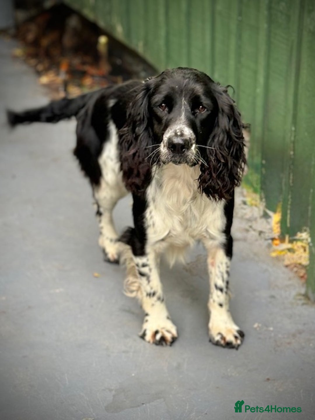 English Springer Spaniel dogs for sale: Springer Spaniel Puppies - Image 9