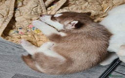 Siberian Husky dogs for sale: Husky puppies - Image 8