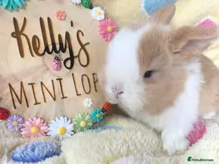 Mini Lop rabbits Purebred Mini Lop Bunnies - Advert 1