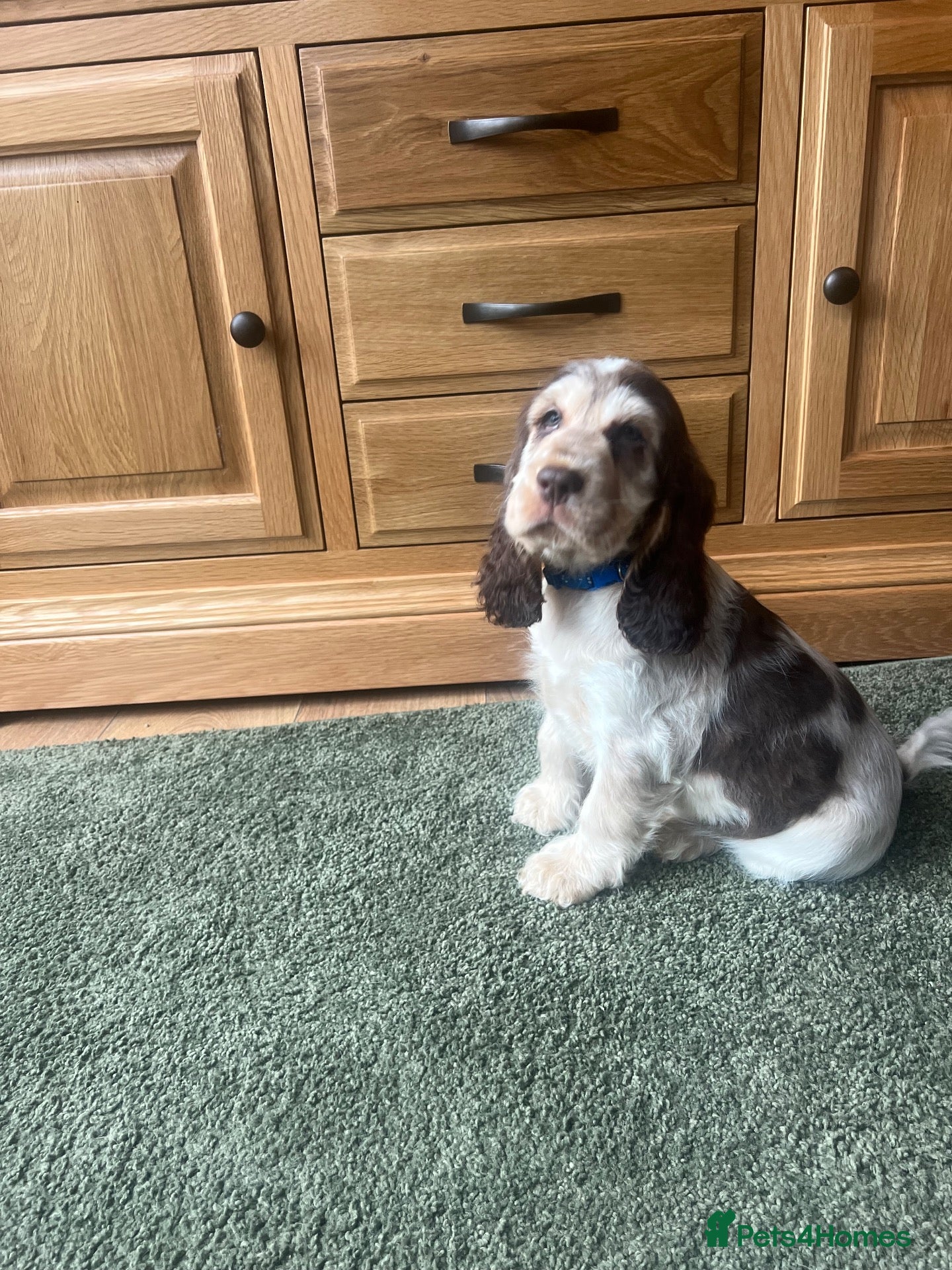 Cocker Spaniel dogs Quality, Show Type, Cocker Spaniel Puppies - Advert 2