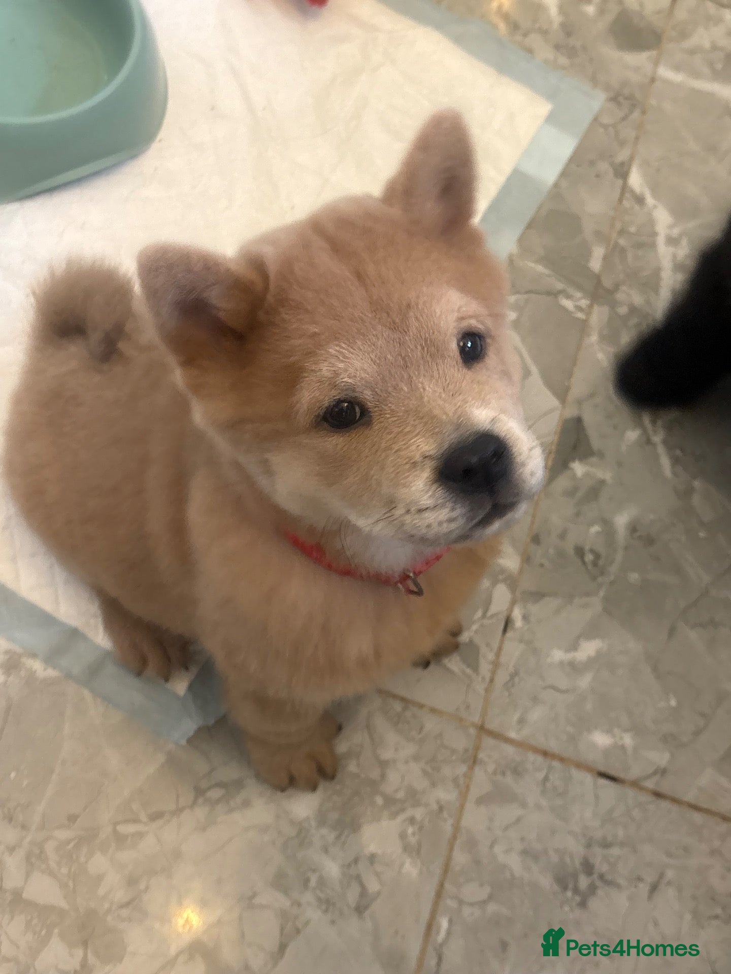 Chow Chow dogs Chows ready and reduced  !!! - Advert 10