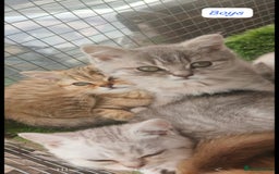 British Shorthair cats for sale: Adorable British Short hair kittens - Image 10