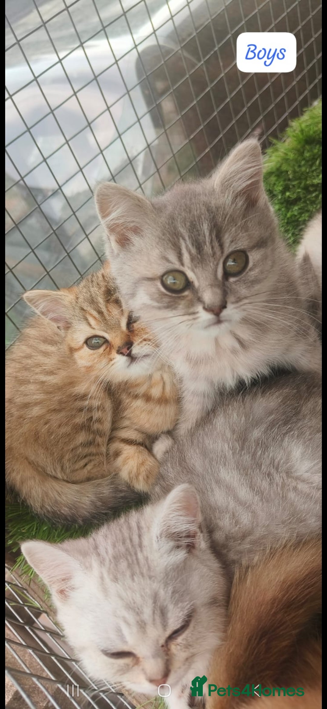 British Shorthair cats for sale: Adorable British Short hair kittens - Image 10