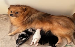 Pomeranian dogs for sale: Four adorable fluffy Pomeranian puppie - Image 19