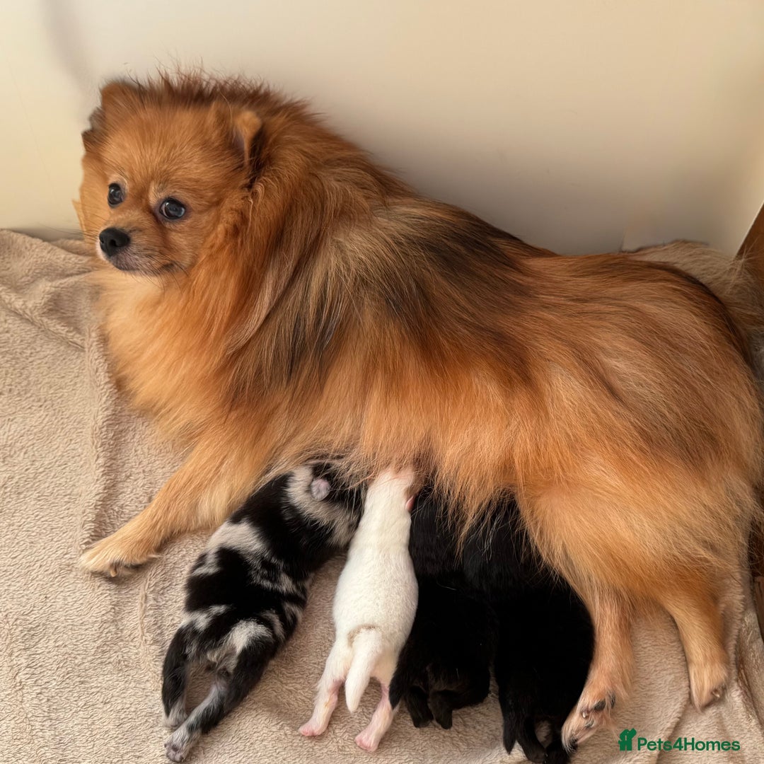 Pomeranian dogs for sale: Four adorable fluffy Pomeranian puppie - Image 19