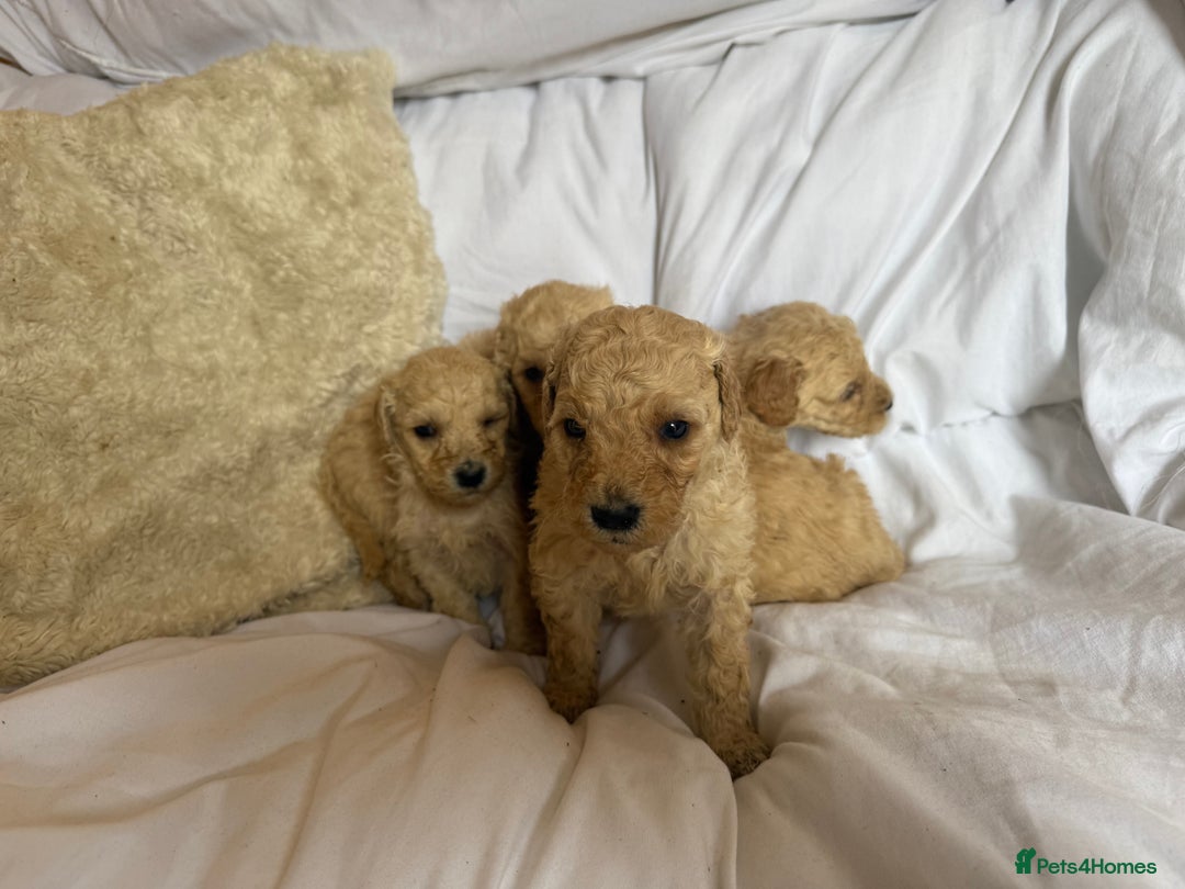 Mixed Breed dogs for sale: minature goldendoodles  - Image 4