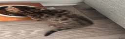 Bengal cats for sale: 2 Bengal kittens / girls for sale  - Advert 3