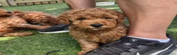 Toy Poodle dogs for sale: Red toy poodle puppies for sale - Advert 8