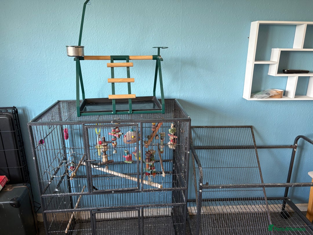 Parrots birds for sale: Parrot cage and separate stand - Image 2
