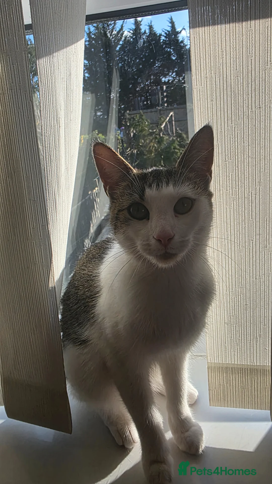 Domestic Shorthair cats for sale: Outdoor cat to be rehomed  in Dinas Powys - Advert 2