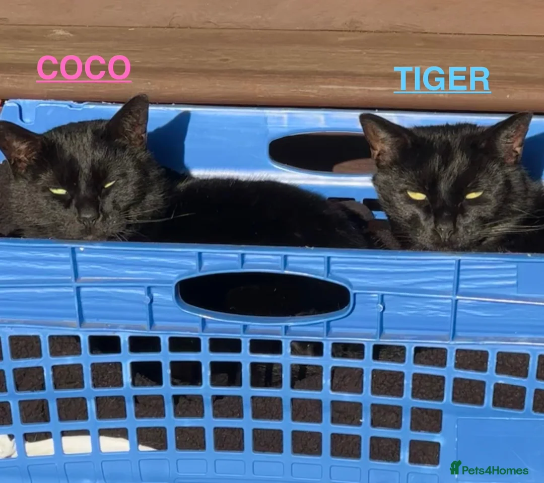 Mixed Breed cats for sale: Beautiful cats. - Advert 1