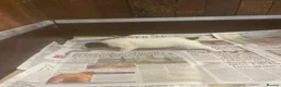 Jack Russell dogs for sale: Jack Russell  - Advert 19