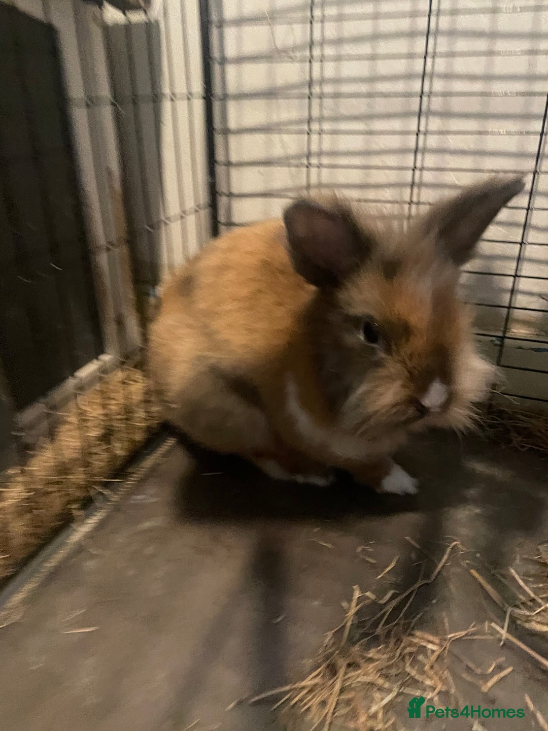 Silver Fox rabbits for sale: Astro - Image 1