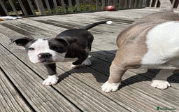 Olde English Bulldogge dogs for sale: Bailey  - Image 3