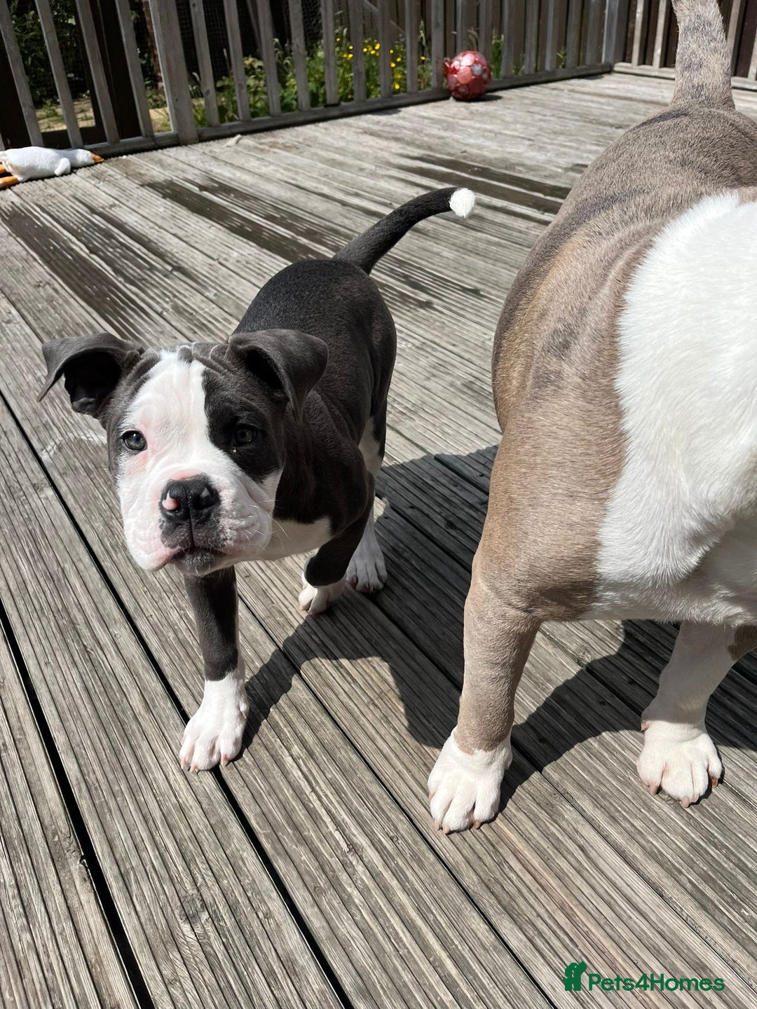 Olde English Bulldogge dogs for sale: Bailey  - Image 3