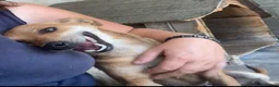 Mixed Breed dogs for adoption: Tansy, 2-4 yrs old. Available for adoption. - Advert 3