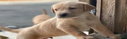 Labrador Retriever dogs for sale: KC REGISTERED LABRADOR PUPPIES - Advert 22