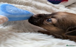 Chihuahua dogs for sale: Absolutely Stunning Little Chihuahua Puppies - Image 7