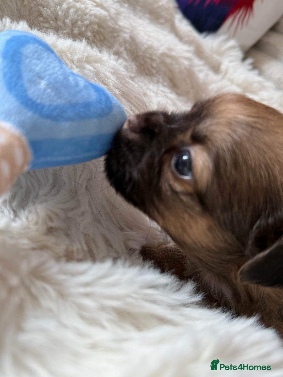 Chihuahua dogs for sale: Absolutely Stunning Little Chihuahua Puppies - Image 7
