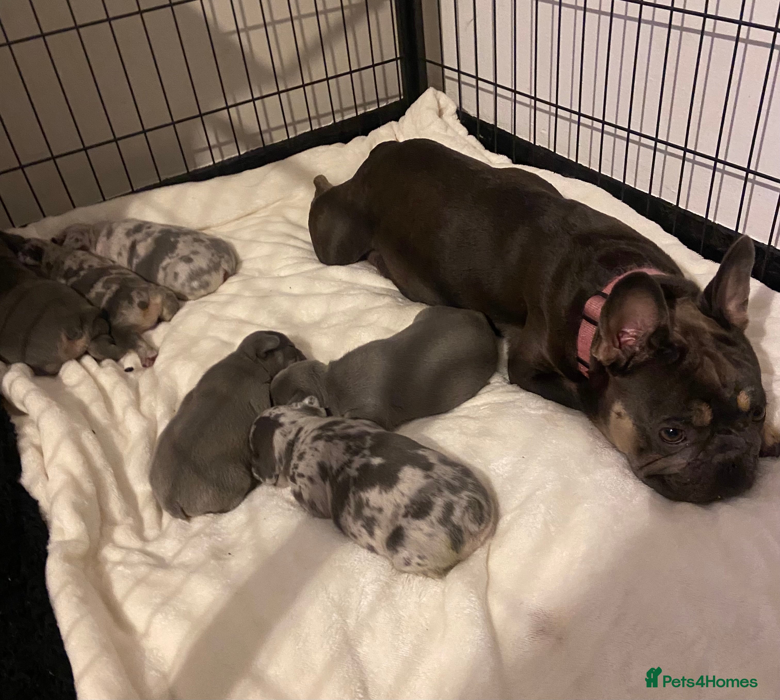 French Bulldog dogs French bulldog rope puppies  - Advert 4