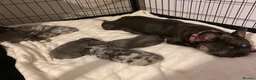 French Bulldog dogs for sale: French bulldog rope puppies  in Bournemouth - Advert 1