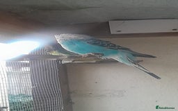 Budgerigars birds for sale: Canary, 2 budgies and a dove  - Advert 2