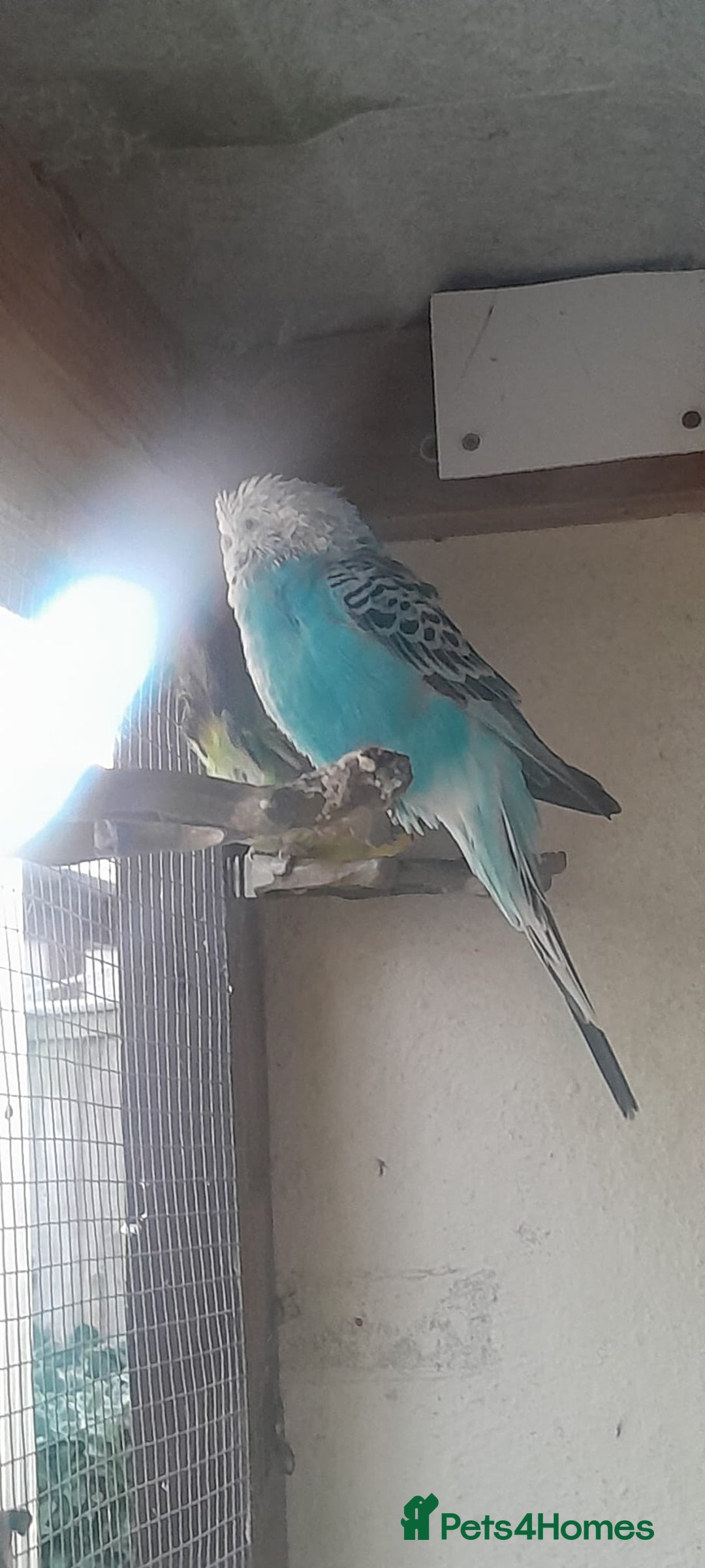 Budgerigars birds for sale: Canary, 2 budgies and a dove  - Advert 2