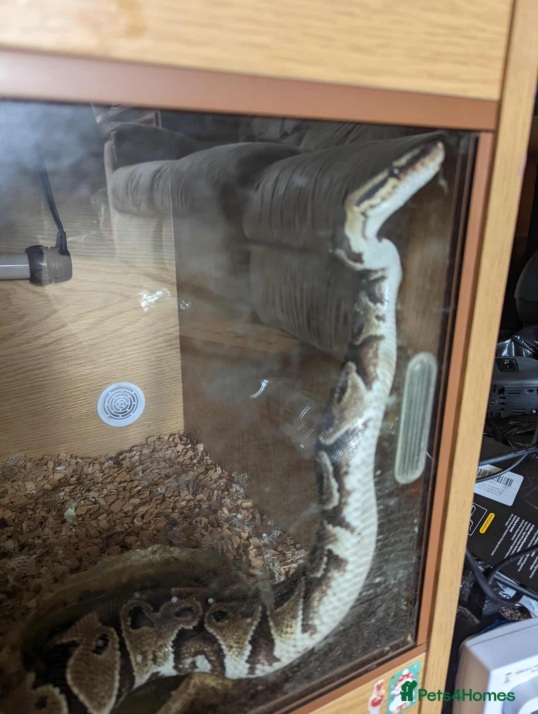 Python Snake reptiles for sale: Ball python  - Advert 3
