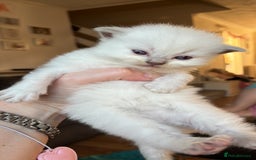 Mixed Breed cats for sale: Beautiful Ragdoll x BSH kittens for sale! - Image 17