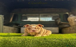 English Bulldog dogs for sale: 🔥 THE JACKPOT PUPPIES ARE HERE 🔥 - Image 4