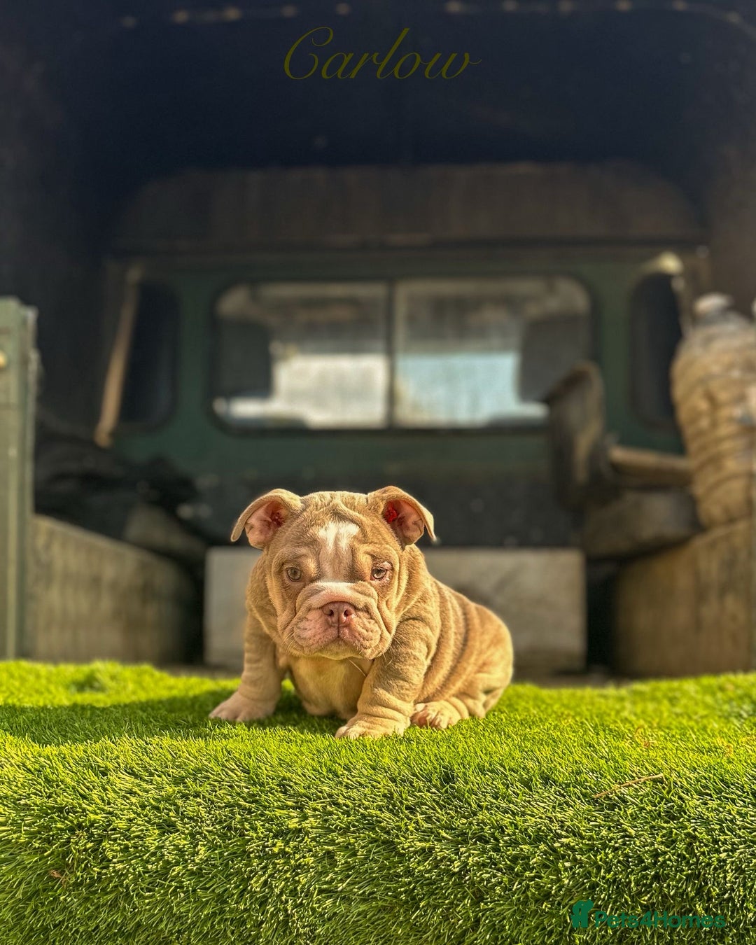 English Bulldog dogs for sale: 🔥 THE JACKPOT PUPPIES ARE HERE 🔥 - Image 4