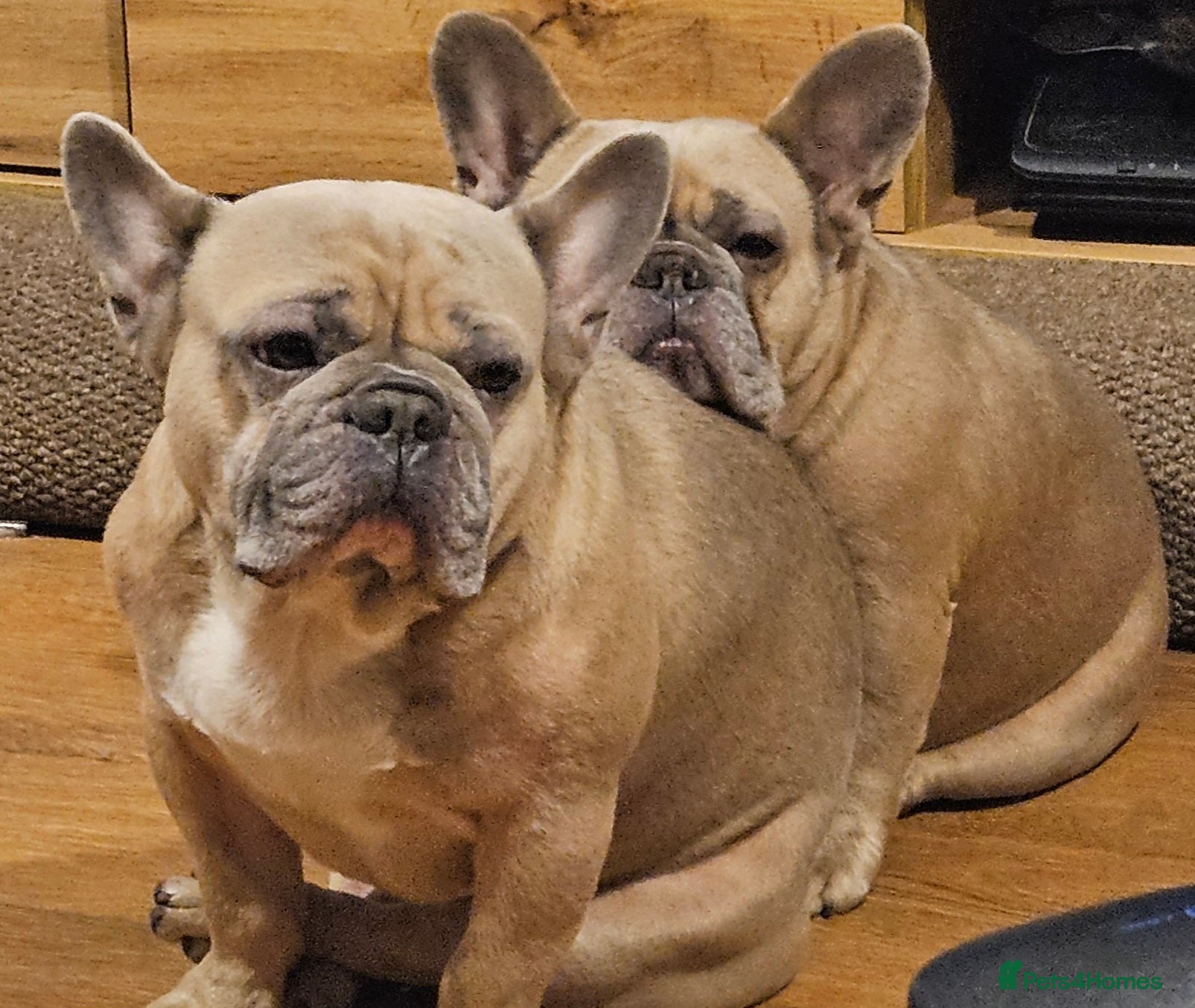 French Bulldog dogs Desperately seeking a new loving home - Advert 2
