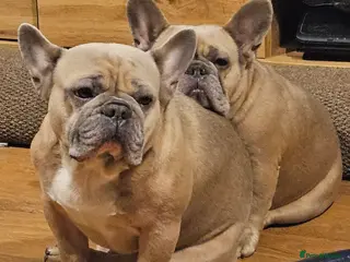 French Bulldog dogs Desperately seeking a new loving home - Advert 3