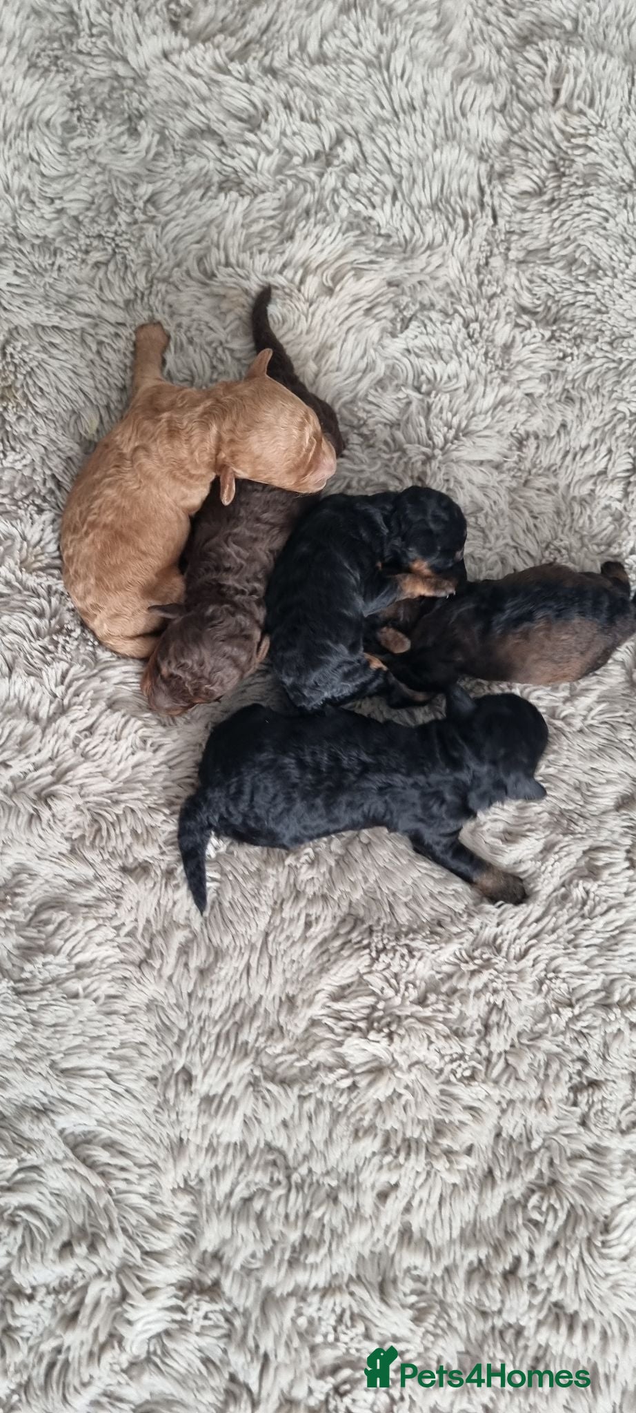 Toy Poodle dogs Kc reg toy poodle  - Advert 11