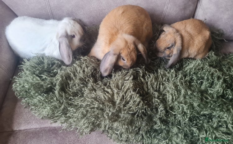 Mixed Breed rabbits - Advert 15
