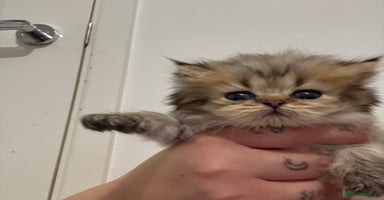 Persian cats - Advert 16