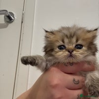 Persian cats - Advert 6