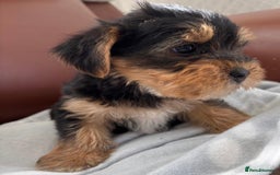 Mixed Breed dogs for sale: Yorkshire terrier/Jack Russell - Image 6