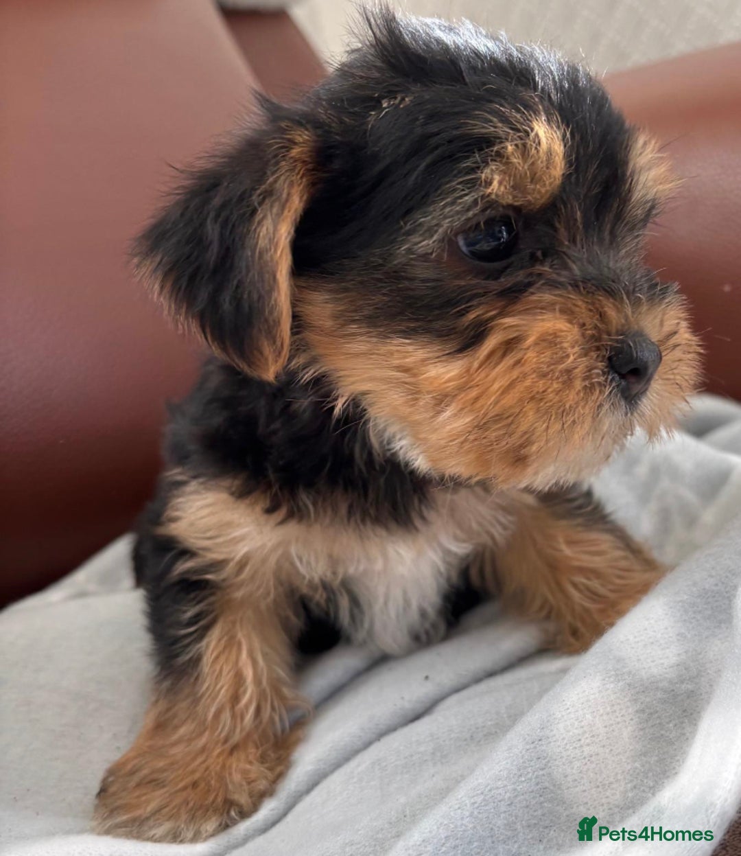 Mixed Breed dogs for sale: Yorkshire terrier/Jack Russell - Image 6