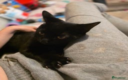 American Shorthair cats for sale: Black/tabby male kitten  - Advert 1