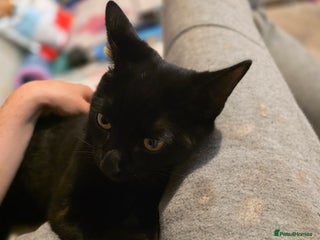 American Shorthair cats Black/tabby male kitten - Advert 1